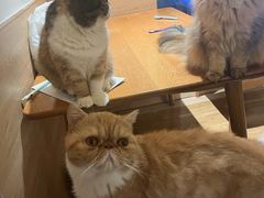 -滚猫咖啡·猫咖·猫友好撸猫(未来城店)