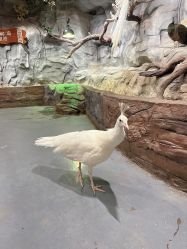 -Zoolung Zoolung动物主题公园(海信广场店)