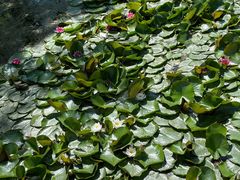 -长白岛森林公园