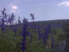 -紫颐香薰山谷景区