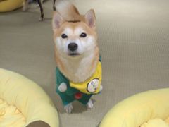 -逗柴咖啡屋·狗咖猫咖宠物桌游