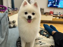 -帕帕拉兹宠物(亚洲旗舰店)