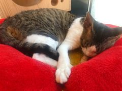 -momokira米努特·德文卷毛猫·棉花面纱犬