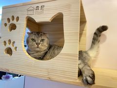 -猫咪派对(江南西店)