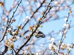 -荔枝公园(福田区)