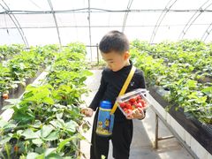 -甜心庄园·甜心草莓采摘园(西青中北店)
