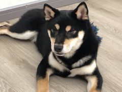 -浣熊柯尔鸭土拨鼠·电玩咖