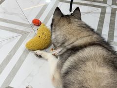 -星多哈·狗咖·拼豆·咖啡