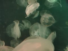 -海合安青岛极地海洋公园