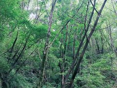 -陕西省红河谷森林公园