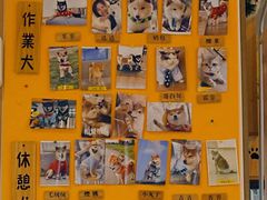 -南京Hallo宠物乐园·哈罗犬舍·柴犬繁育基地