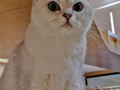 -滚猫咖啡·猫咖·猫友好撸猫(未来城店)
