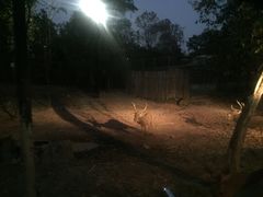 -清迈夜间动物园