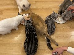 -猫咪派对(江南西店)