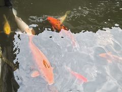 -凤凰山斑鱼馆(恭城店)