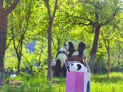 -青藏高原野生动物园