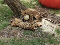 -西霞口神雕山野生动物世界