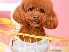-超宠爱宠物摄影-Super pet