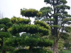-郫都区农科村景区