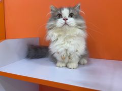 -三花喵·撸猫购宠·宠物生活馆(虹桥南丰城店)