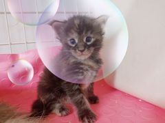 -70cat德文卷毛猫·缅因猫纯种猫舍