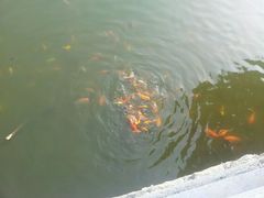 -龙兴·动物奶油生日蛋糕(龙北店)