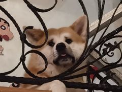 -喜柴咖啡·柴犬狗咖