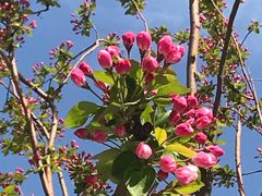 -海棠花溪(元大都城垣遗址公园)