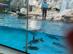 -帝企鹅自助餐厅•儿童岛•真企鹅(长隆企鹅酒店)