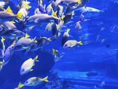 -海合安武汉极地海洋公园