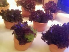 -威斯汀舞台餐厅