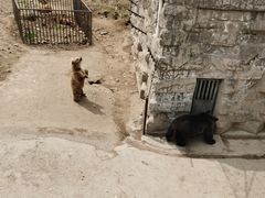 -哈尔滨北方森林动物园
