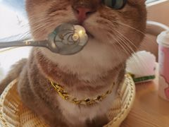 -绒爪撸猫下午茶·猫咖