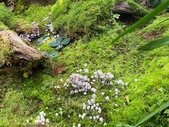 -昆明植物园
