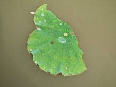 -漩门湾国家湿地公园