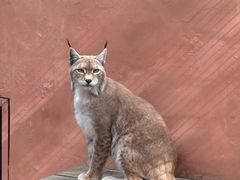 -青藏高原野生动物园