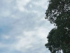 -上海滨江森林公园
