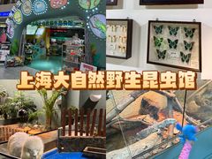 -上海大自然野生昆虫馆(东方明珠·爬宠昆虫探索中心)