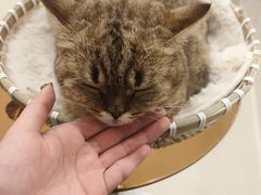 -共舞时光猫咖·狗咖(新街口店)