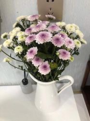 -YESIDO椰岛美容