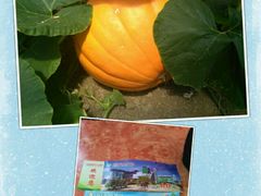 -兰陵国家农业公园