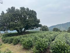 -帐篷客·溪龙茶谷度假酒店