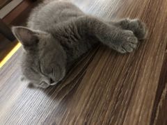 -联合动物医院(光谷诊疗中心)