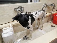 -暖阳宠物医院·犬猫康复中心·骨科