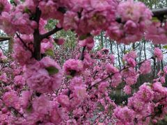 -石家庄市植物园