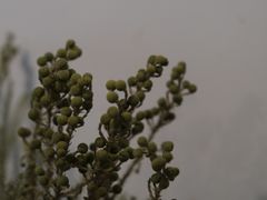 -竹子咖啡bamboo coffee