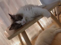 -松果猫咖(桐乡吾悦金街店)