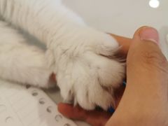 -飞行喵MR PILOT|猫舍·猫咖(静安大融城店)
