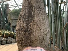 -南山植物园