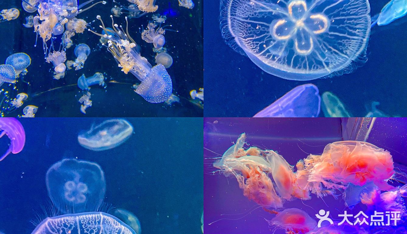🐬逛浪漫海洋公园，看梦幻飞天游✨